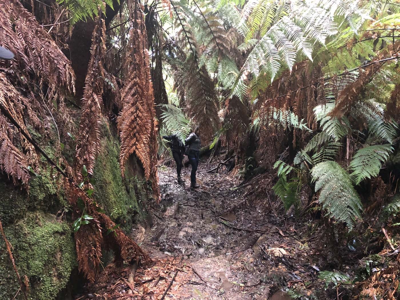 Starling gap ada tree (14)
