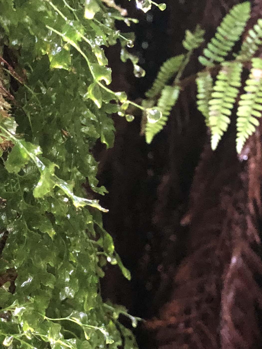 Starling gap ada tree (16)