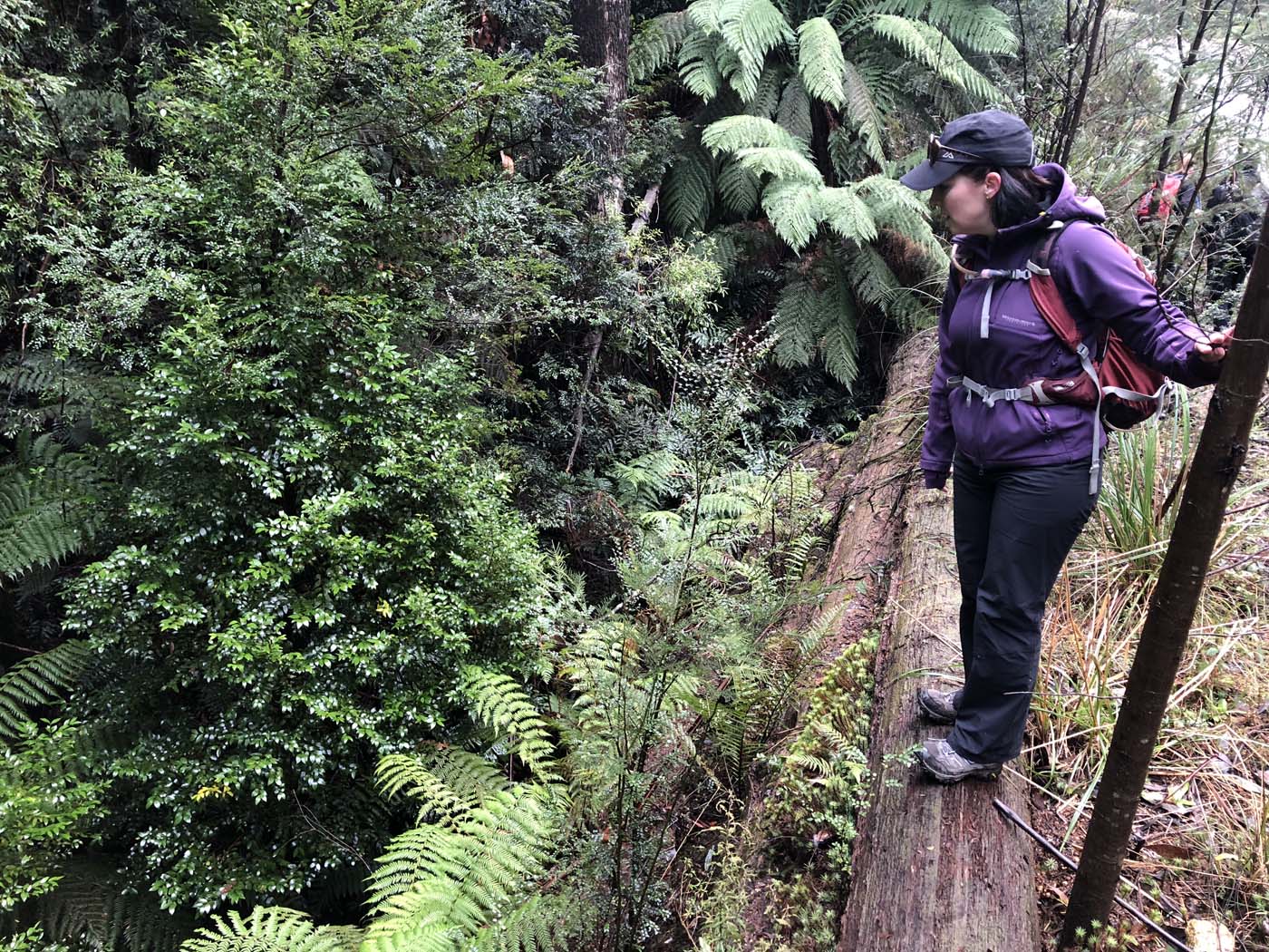 Starling gap ada tree (2)