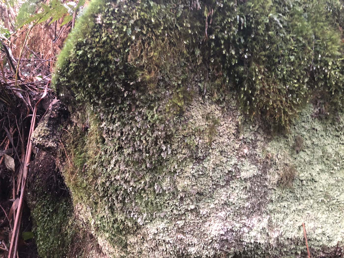 Starling gap ada tree (20)