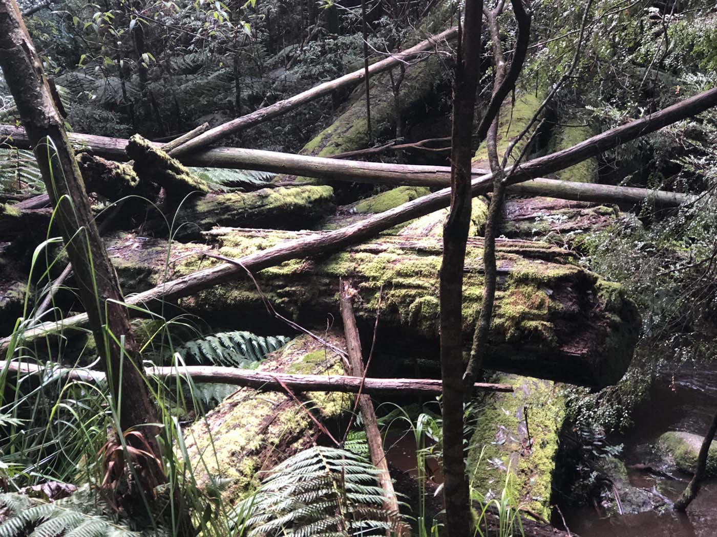 Starling gap ada tree (23)