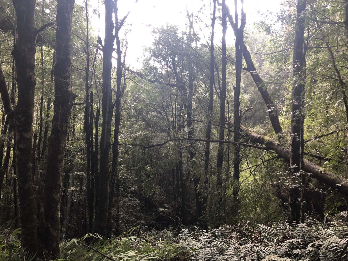 Starling gap ada tree (29)