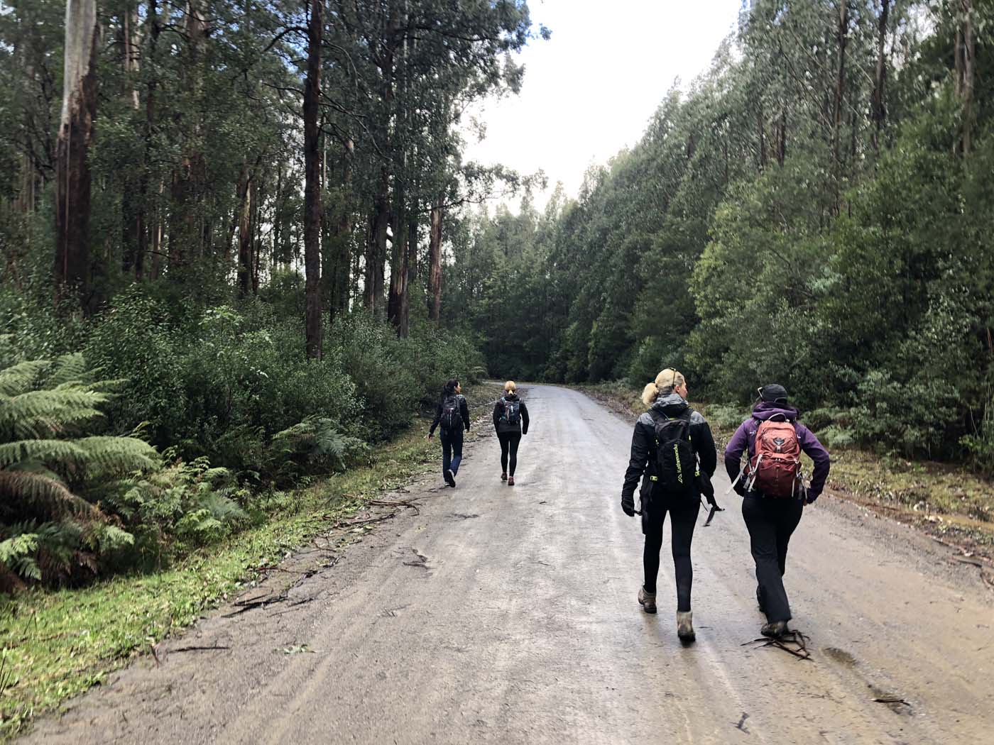 Starling gap ada tree (3)