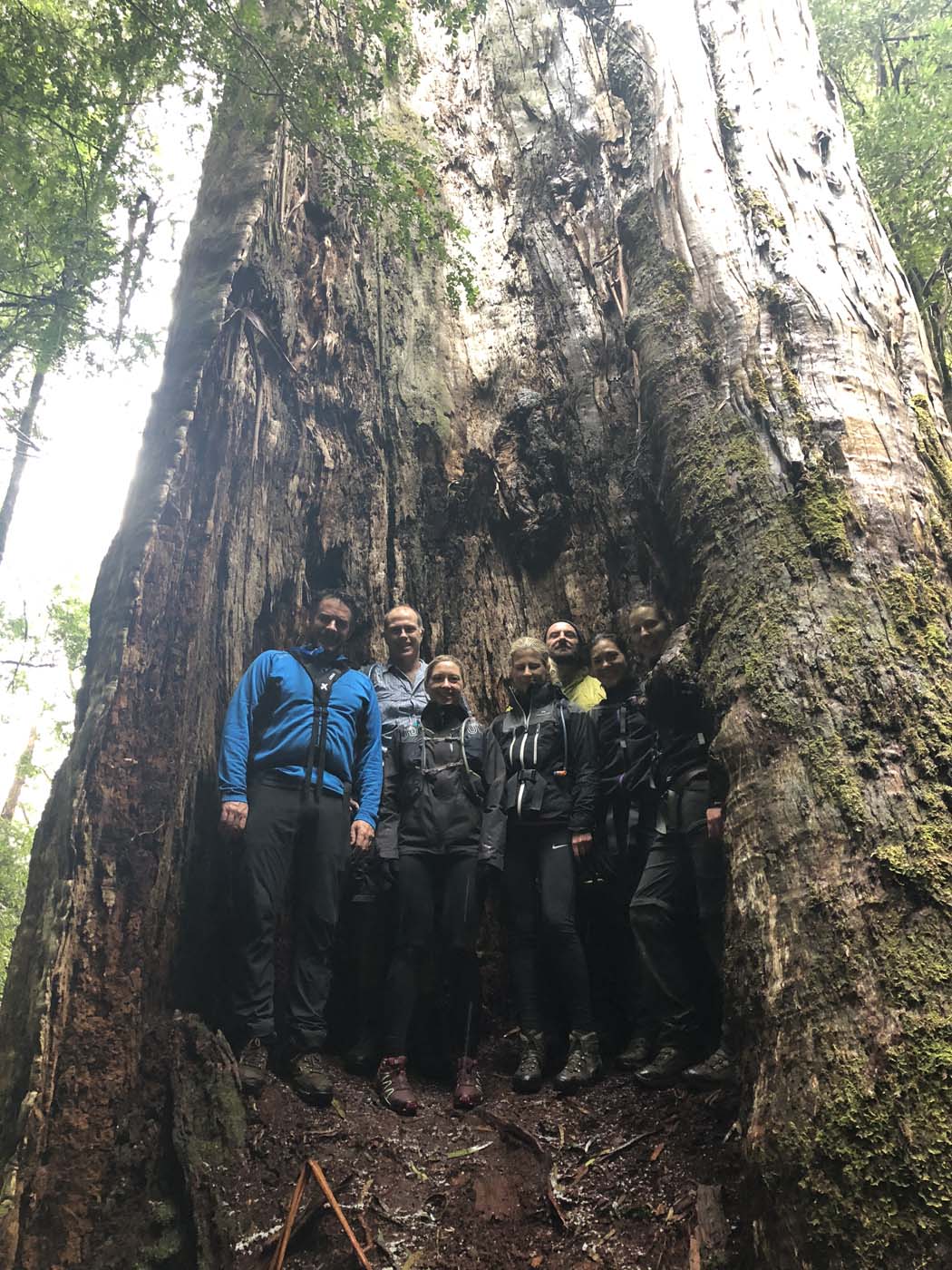 Starling gap ada tree (31)