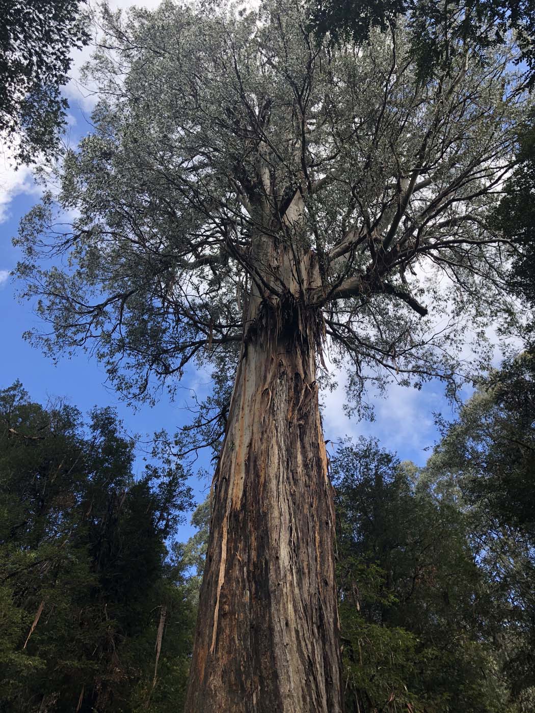 Starling gap ada tree (32)