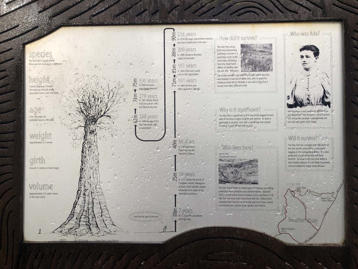 Starling gap ada tree (33)