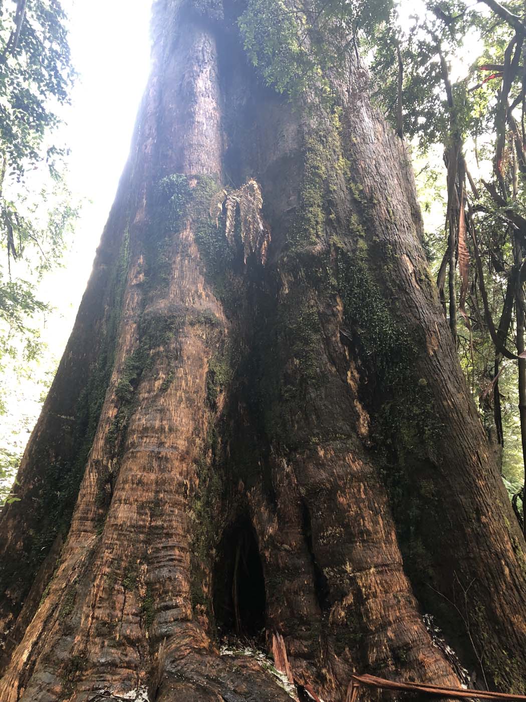 Starling gap ada tree (35)