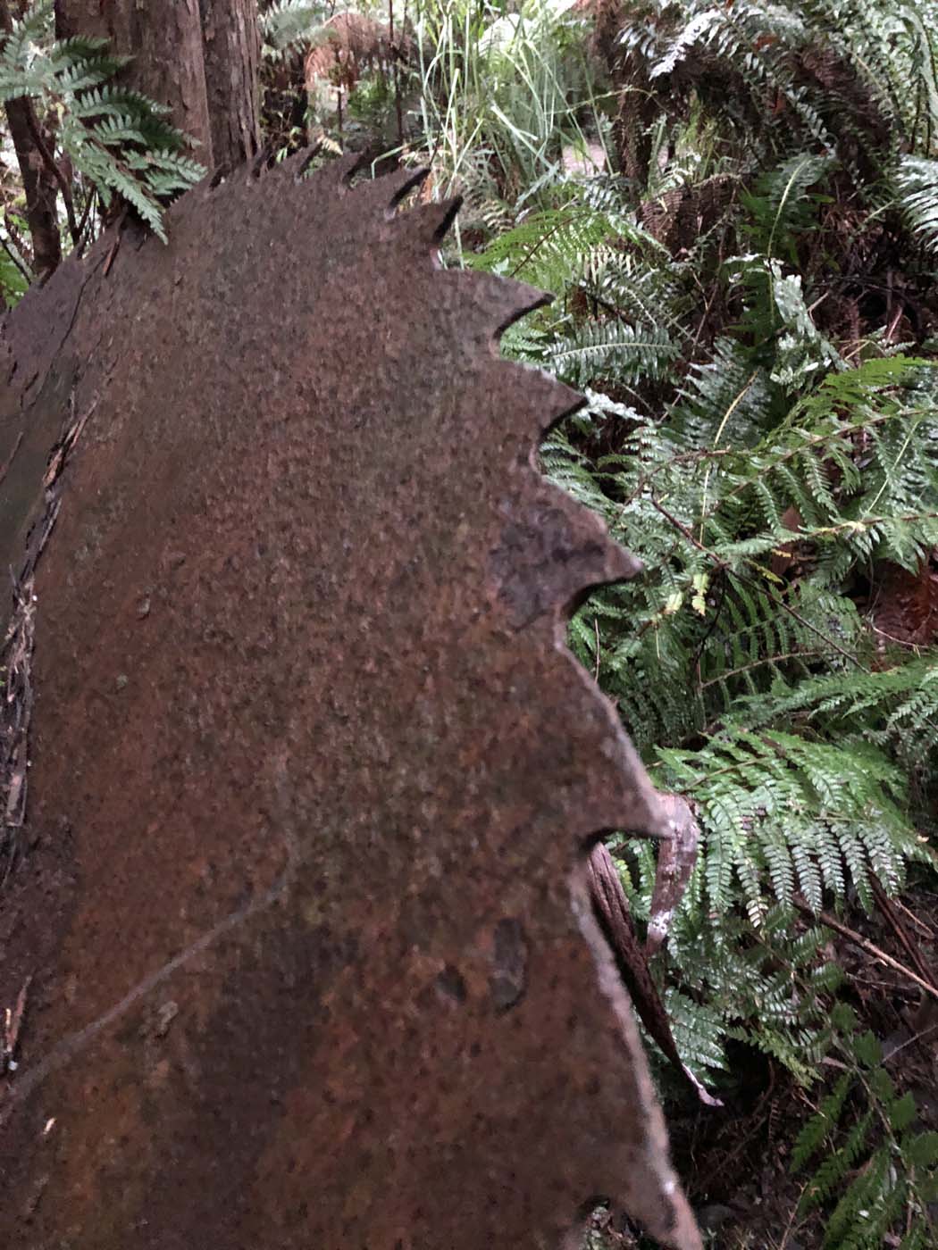 Starling gap ada tree (44)