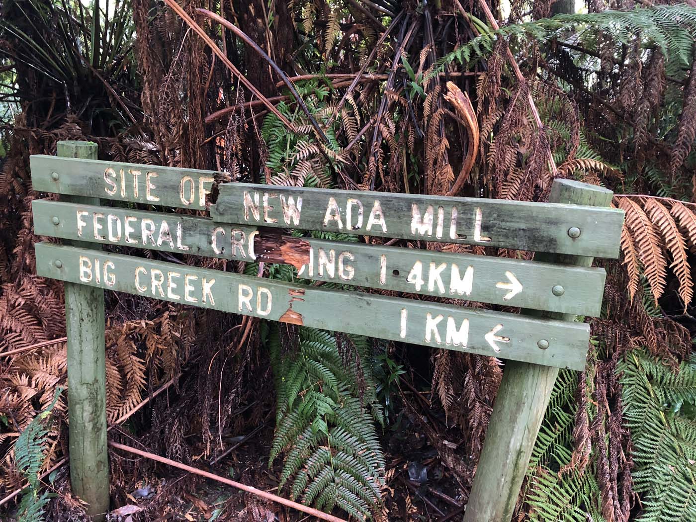 Starling gap ada tree (5)
