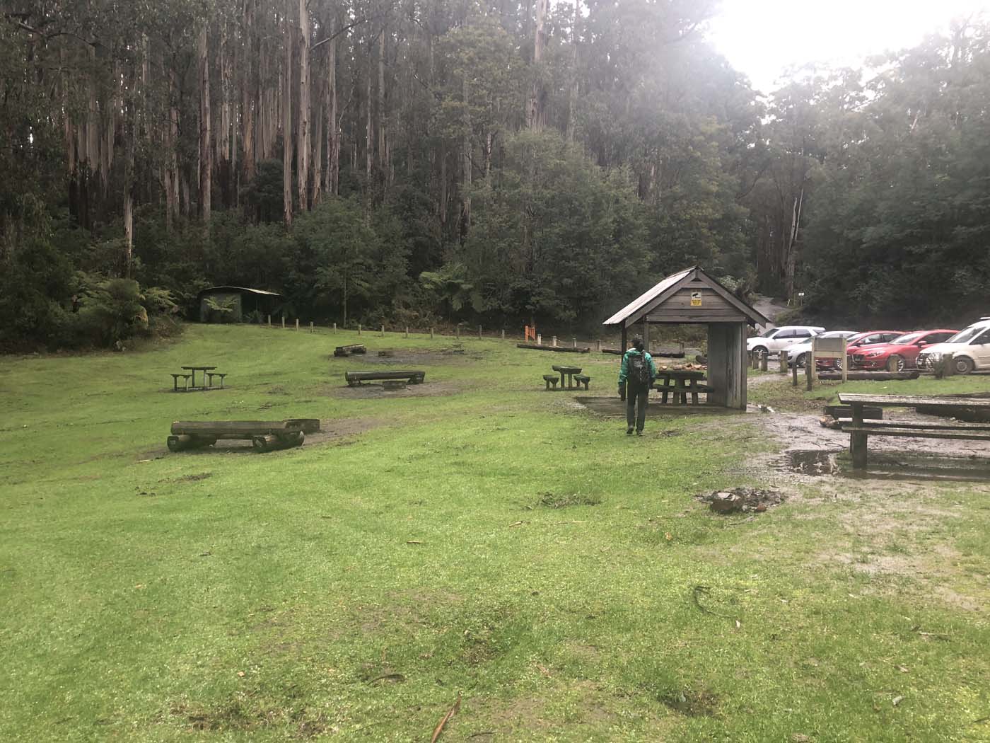 Starling gap ada tree (50)