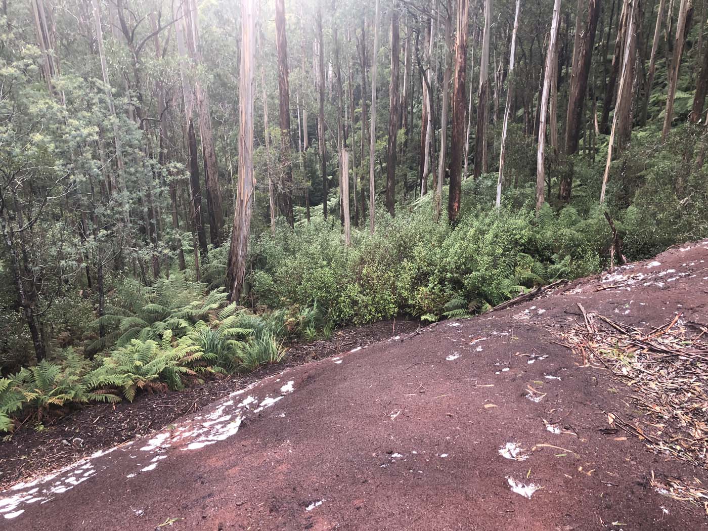 Starling gap ada tree (52)
