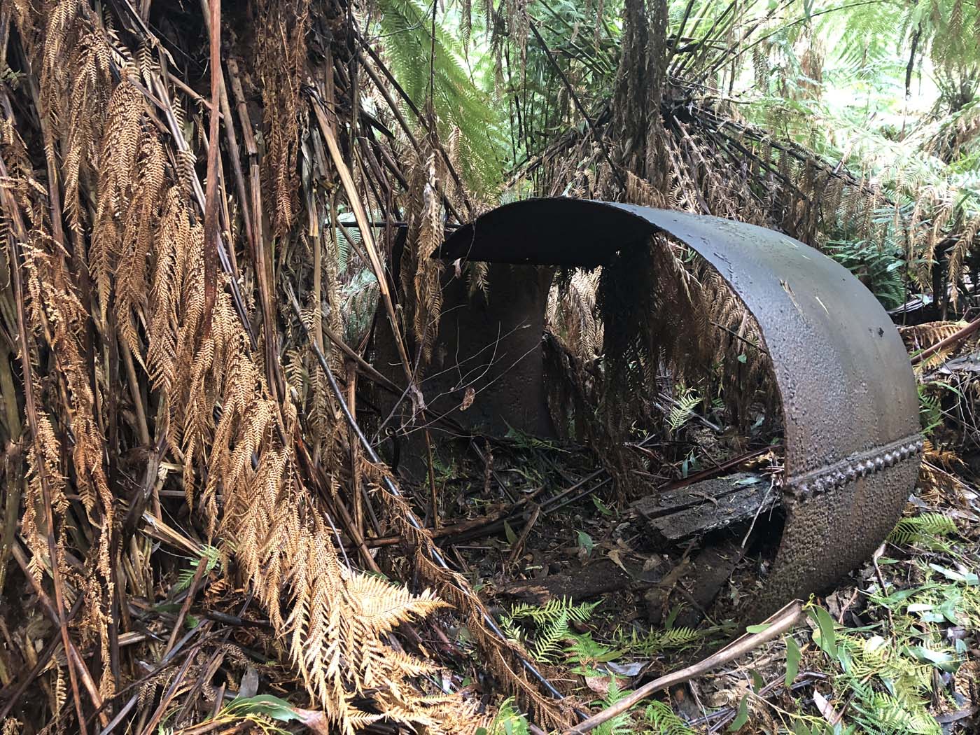 Starling gap ada tree (7)