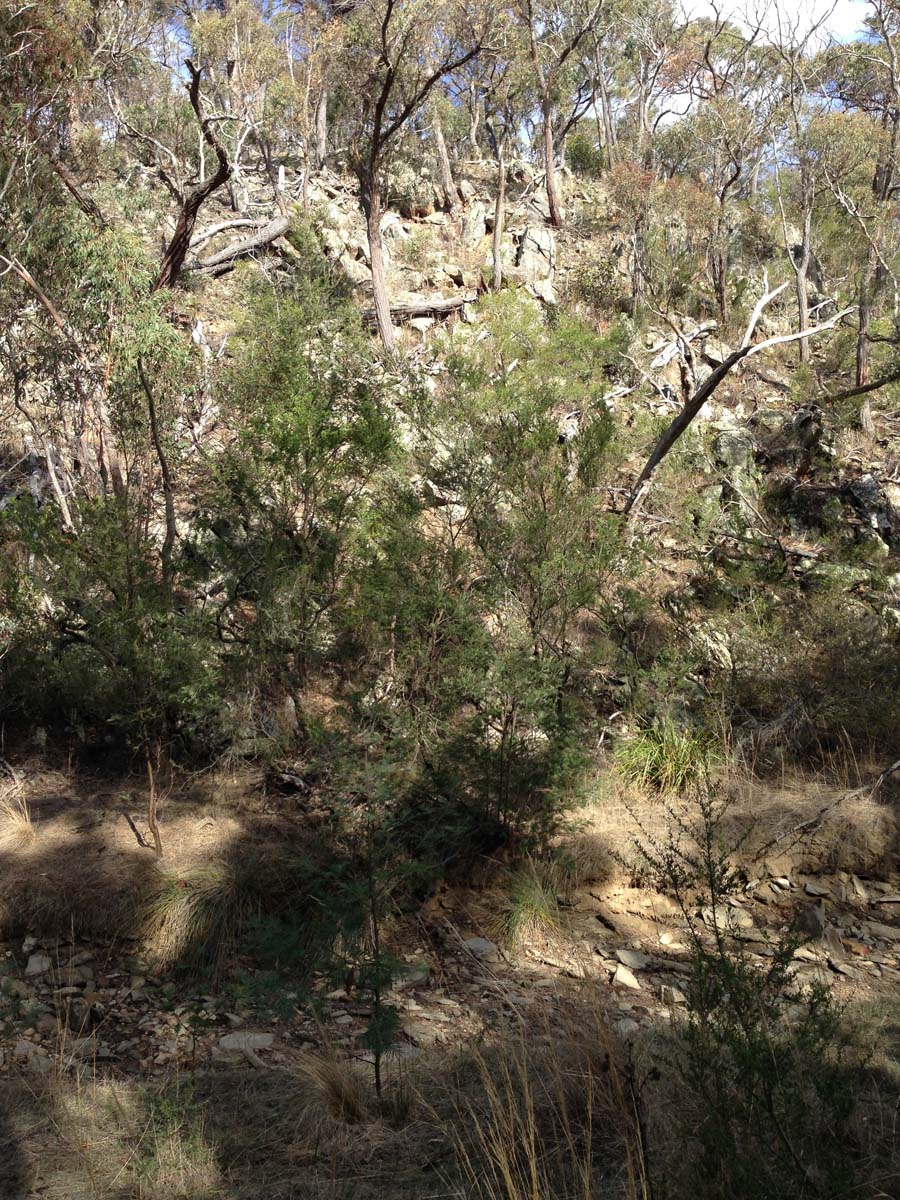 Steiglitz deadmans gully circuit walk 15