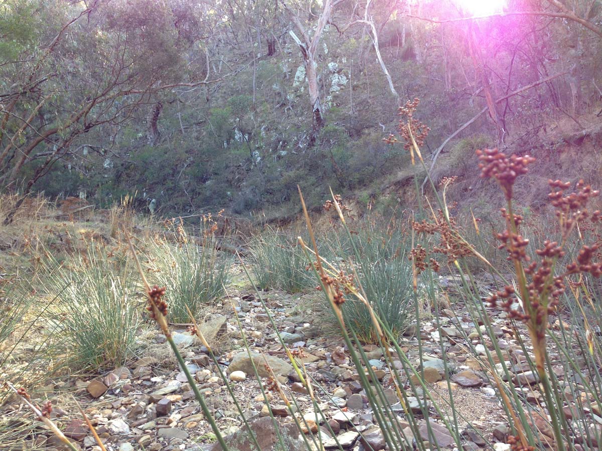 Steiglitz deadmans gully circuit walk 6