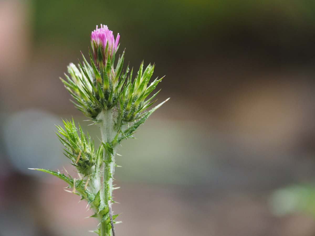 Strath creek & tunnel falls hike 35