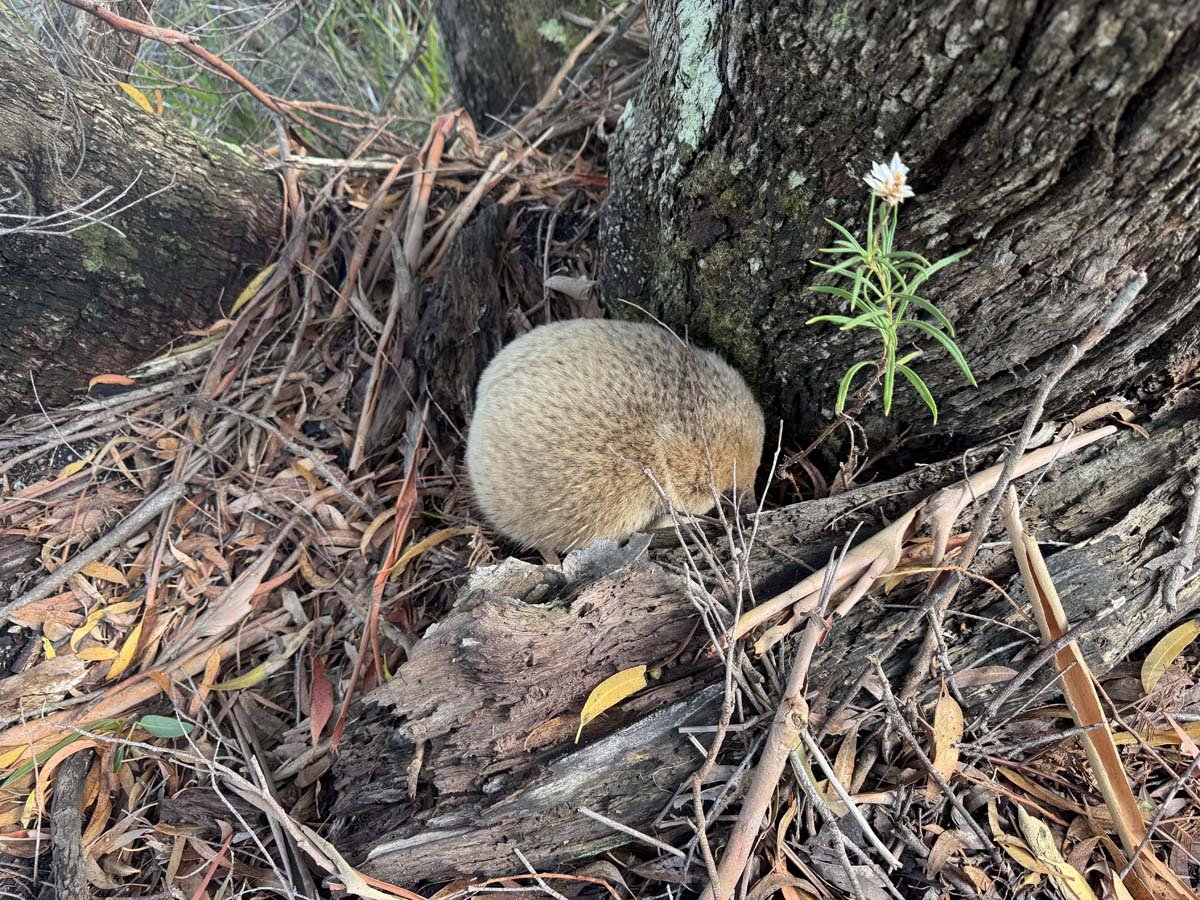 Strzelecki peaks walk flinders island 12