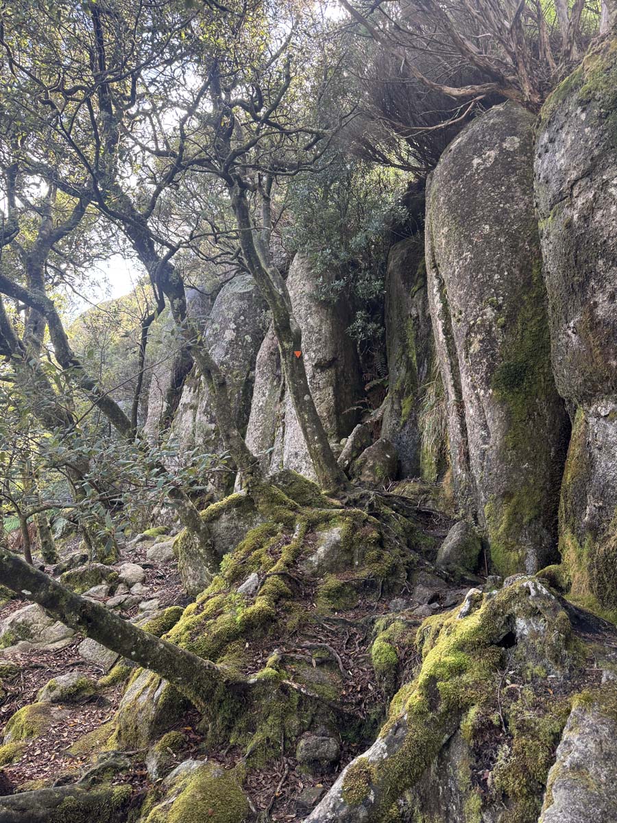 Strzelecki peaks walk flinders island 18