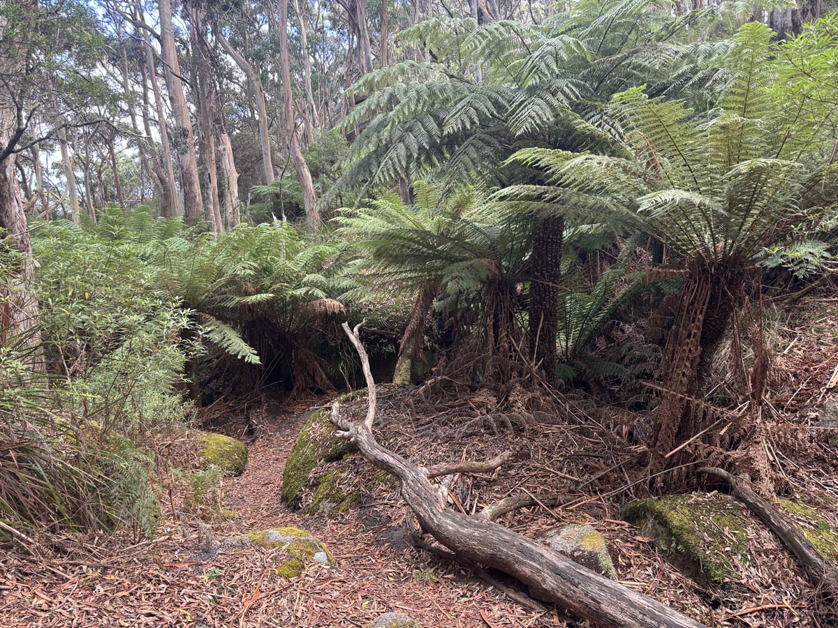 Strzelecki peaks walk flinders island 8