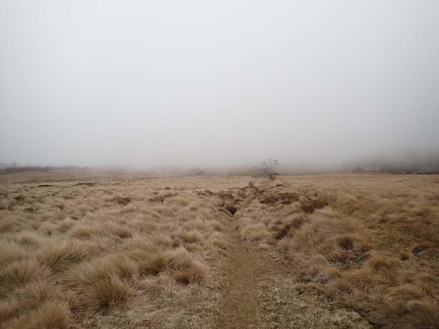 Day 1 wellington plain fog