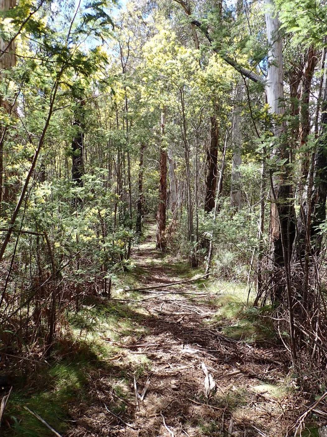 Day 4 riggals spur forest