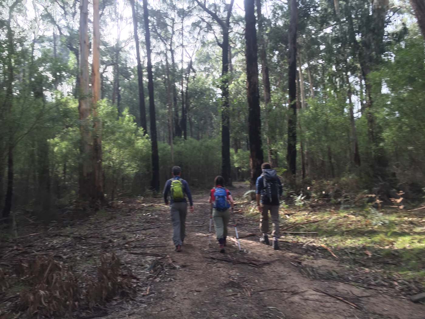 Tanglefoot track & mt st leonards (1)
