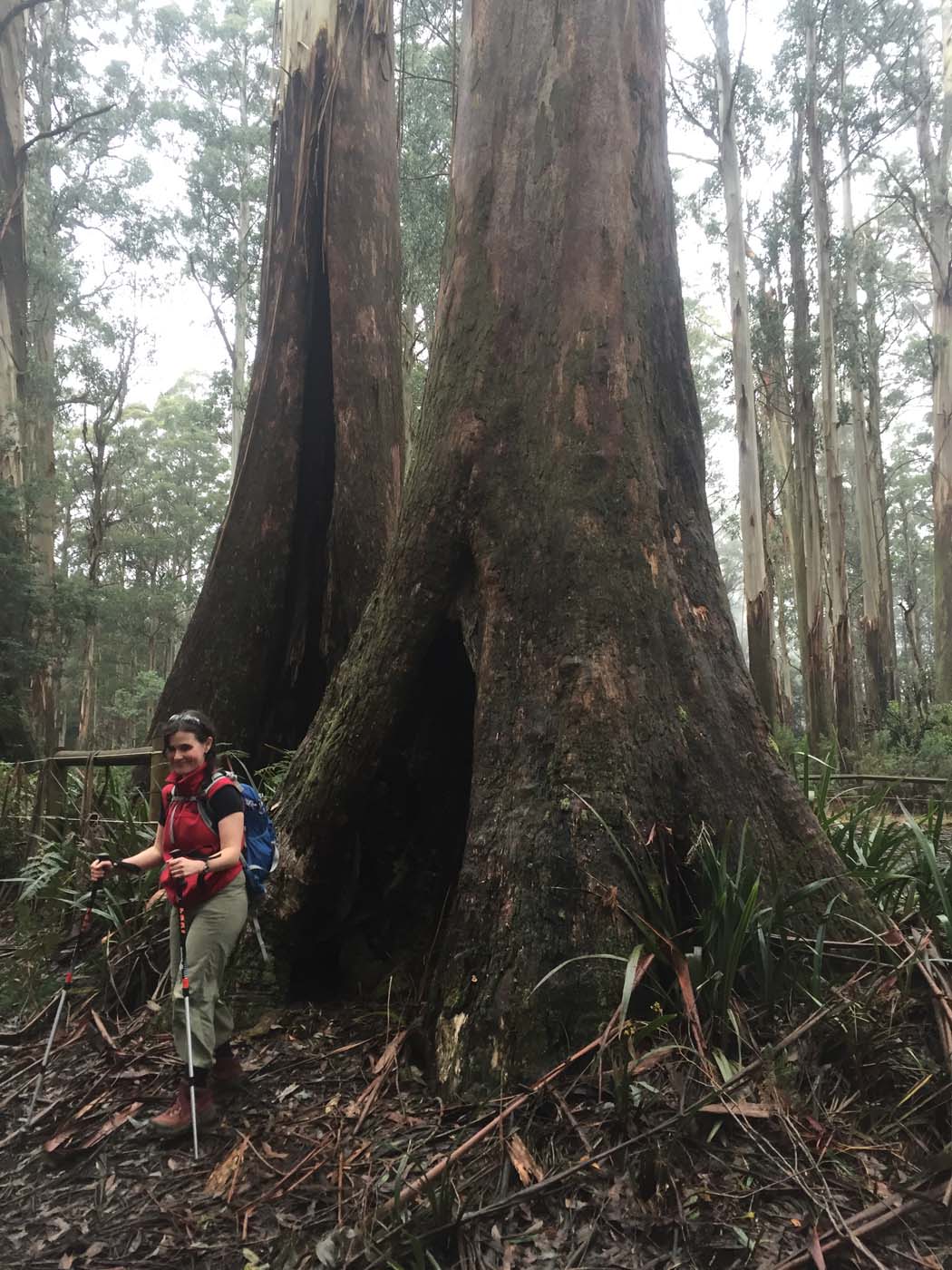 Tanglefoot track & mt st leonards (11)
