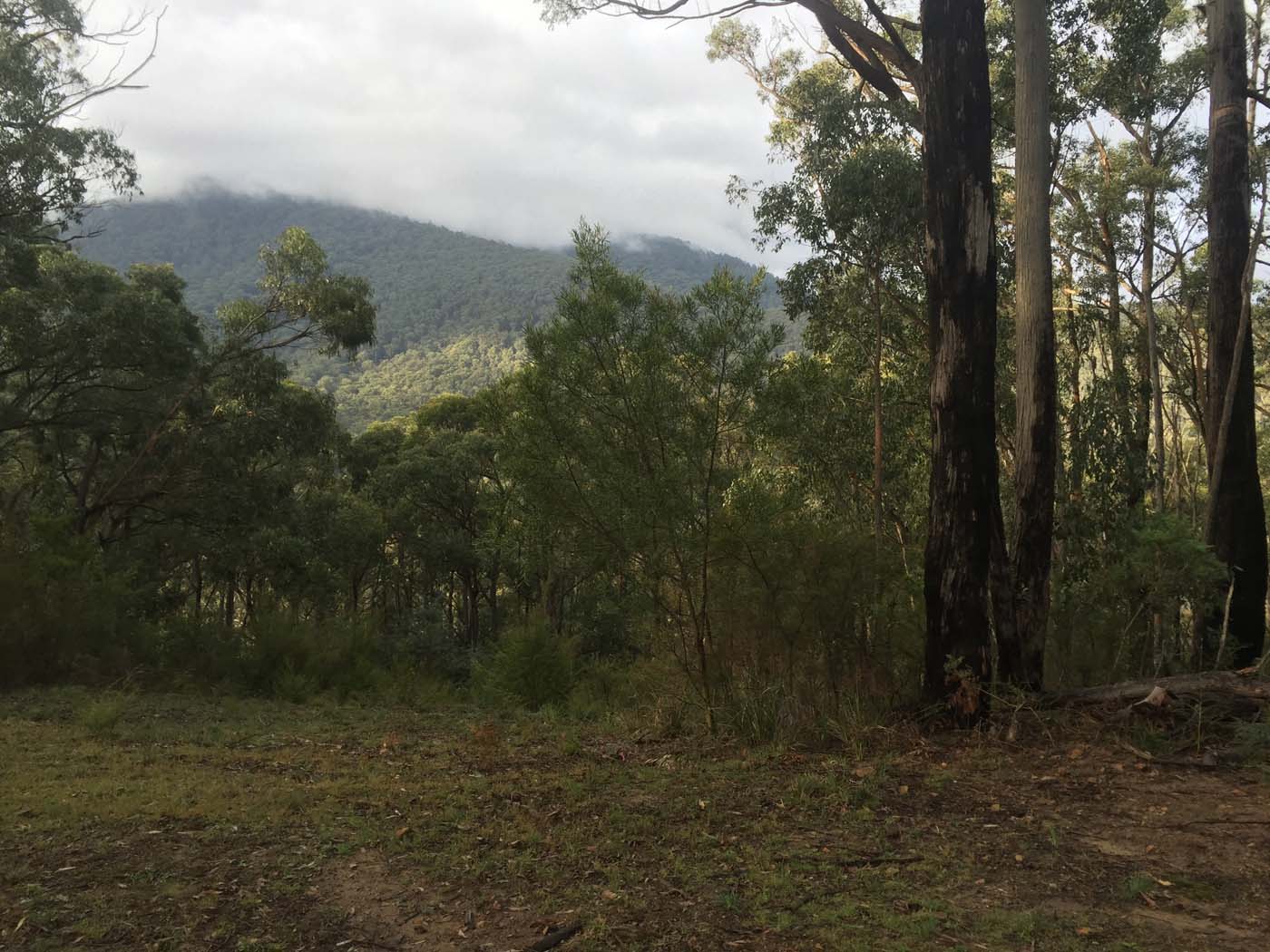 Tanglefoot track & mt st leonards (14)