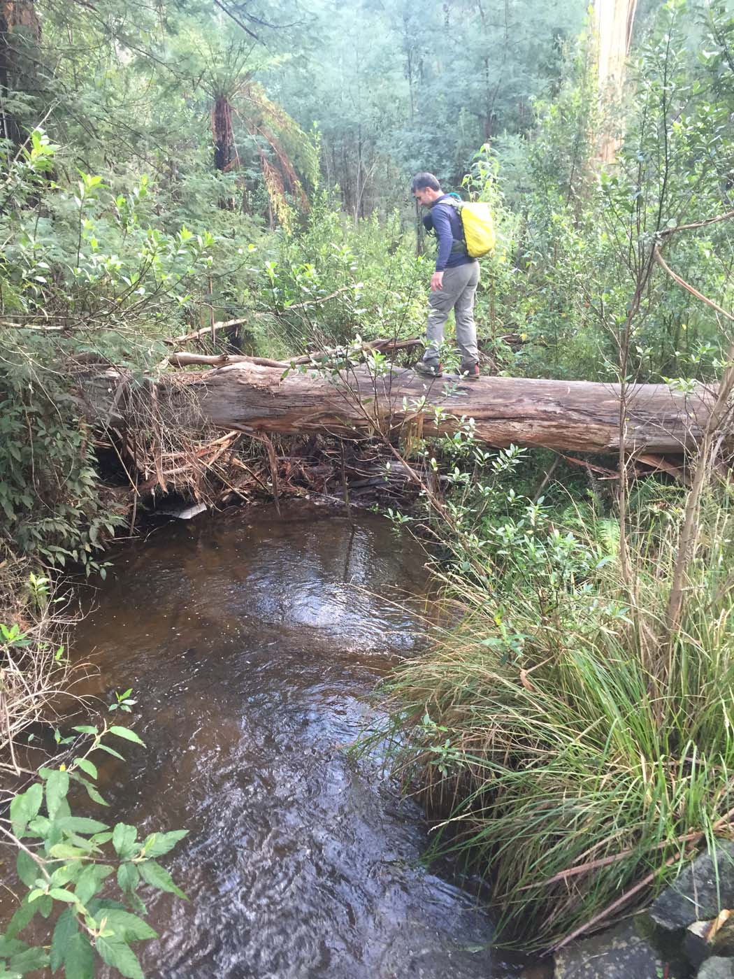Tanglefoot track & mt st leonards (15)