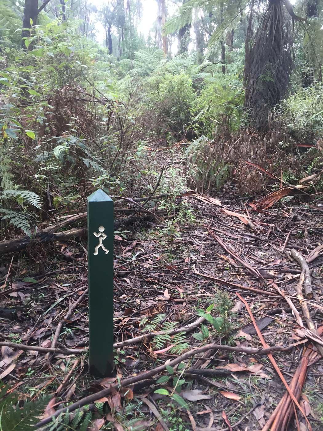 Tanglefoot track & mt st leonards (2)