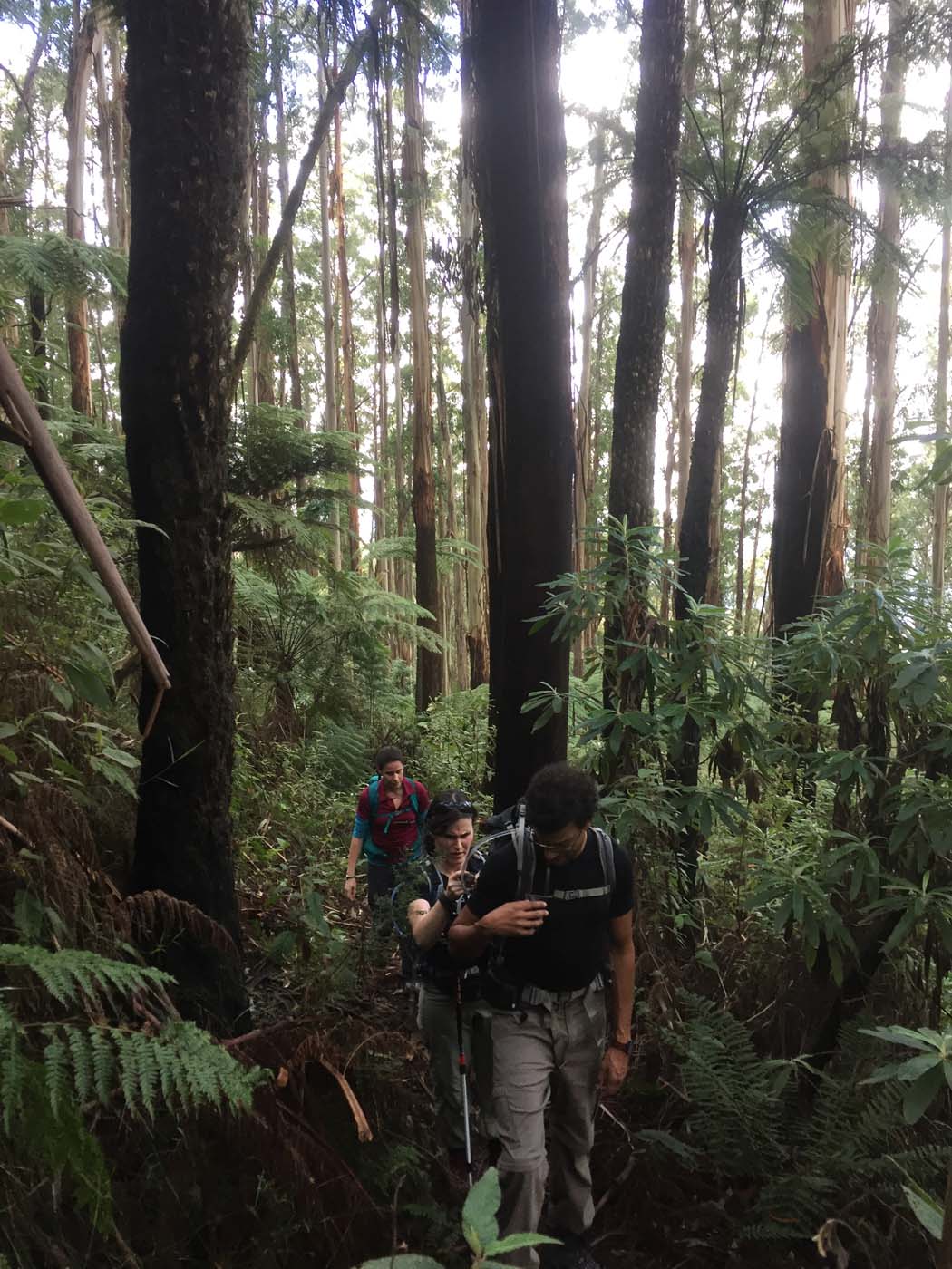 Tanglefoot track & mt st leonards (5)