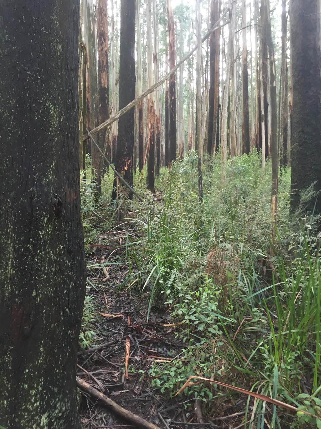 Tanglefoot track & mt st leonards (8)