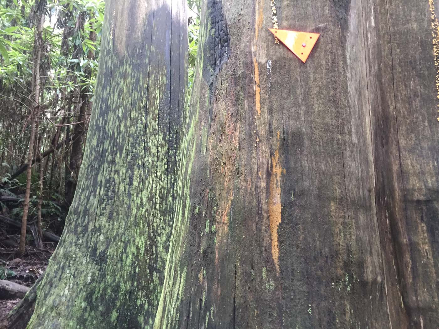 Tanglefoot track & mt st leonards (9)