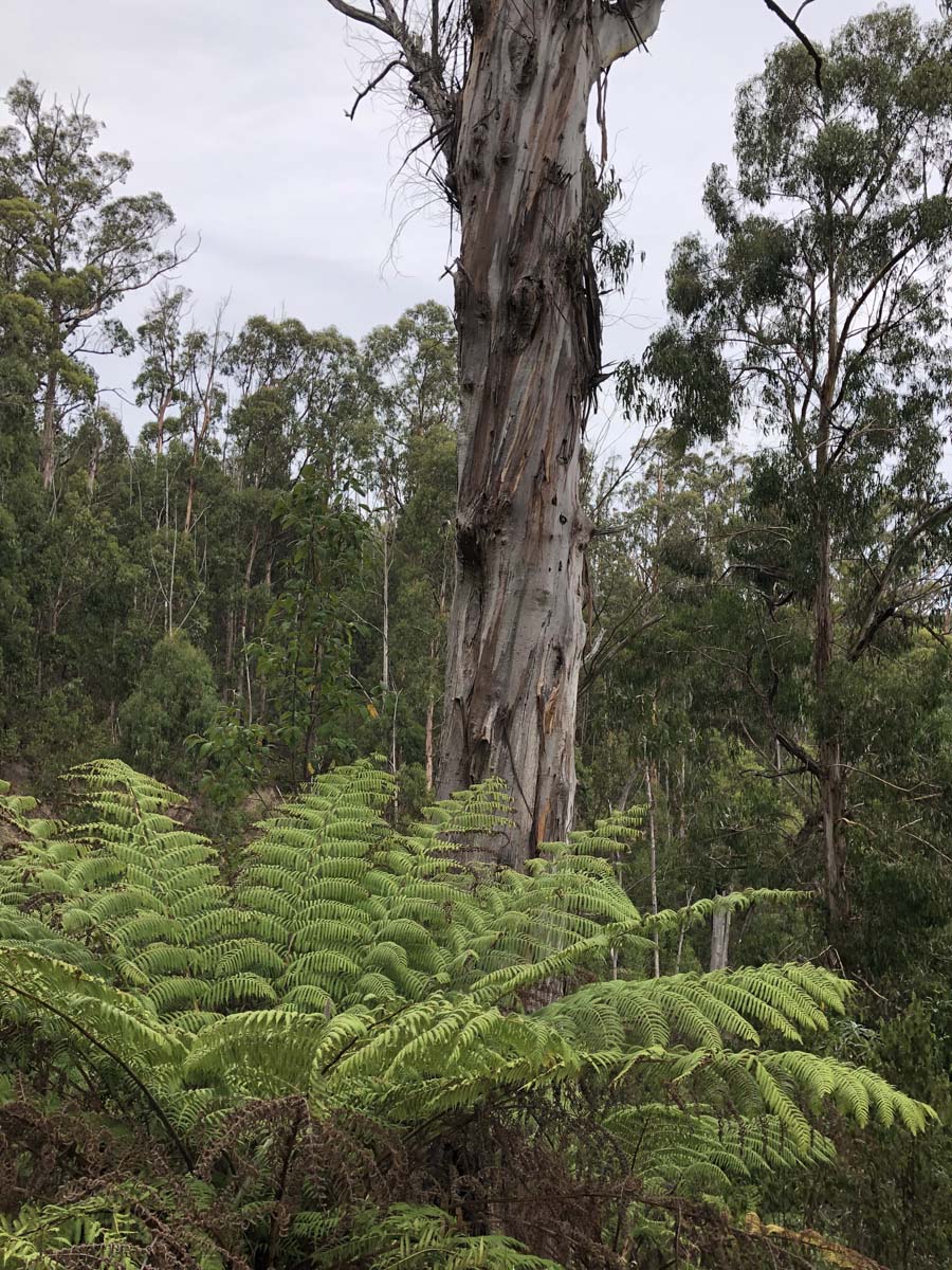 Mount tassie loop 13