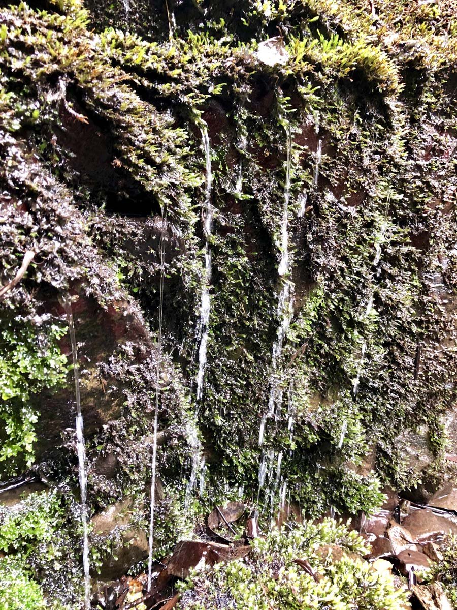 Mount tassie loop 16