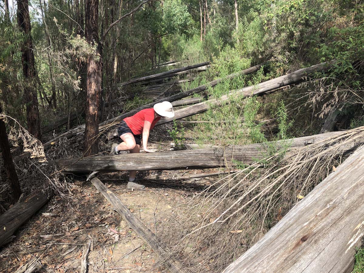 Mount tassie loop 22