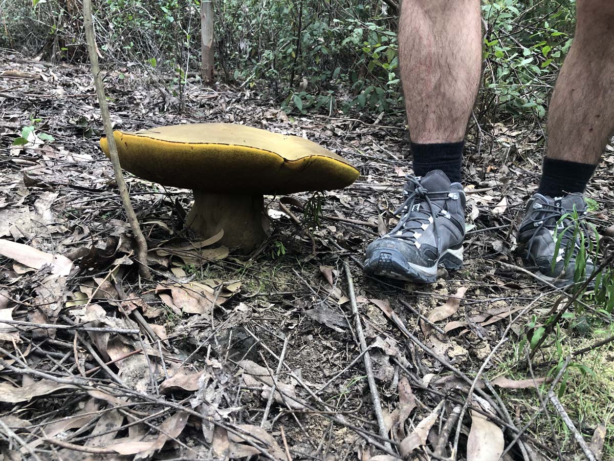 Mount tassie loop 24