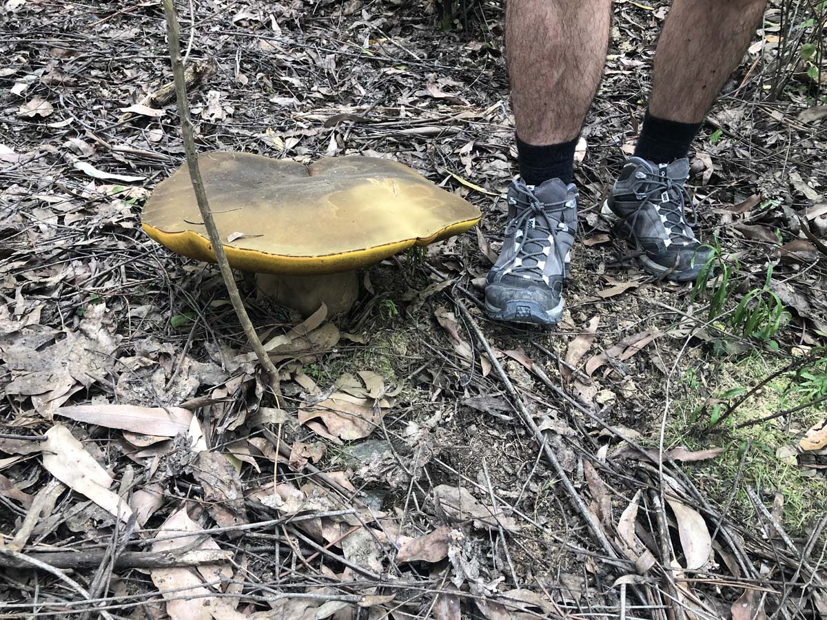 Mount tassie loop 25