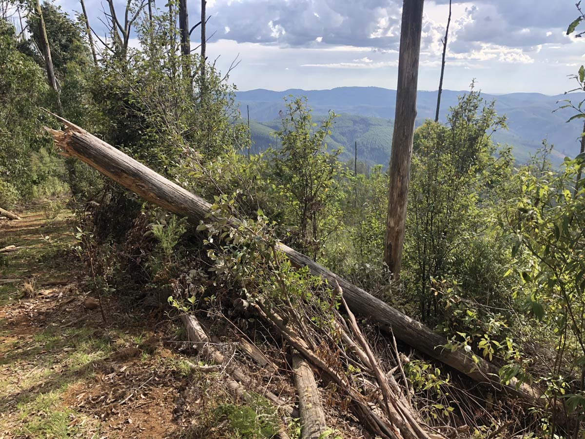 Mount tassie loop 32