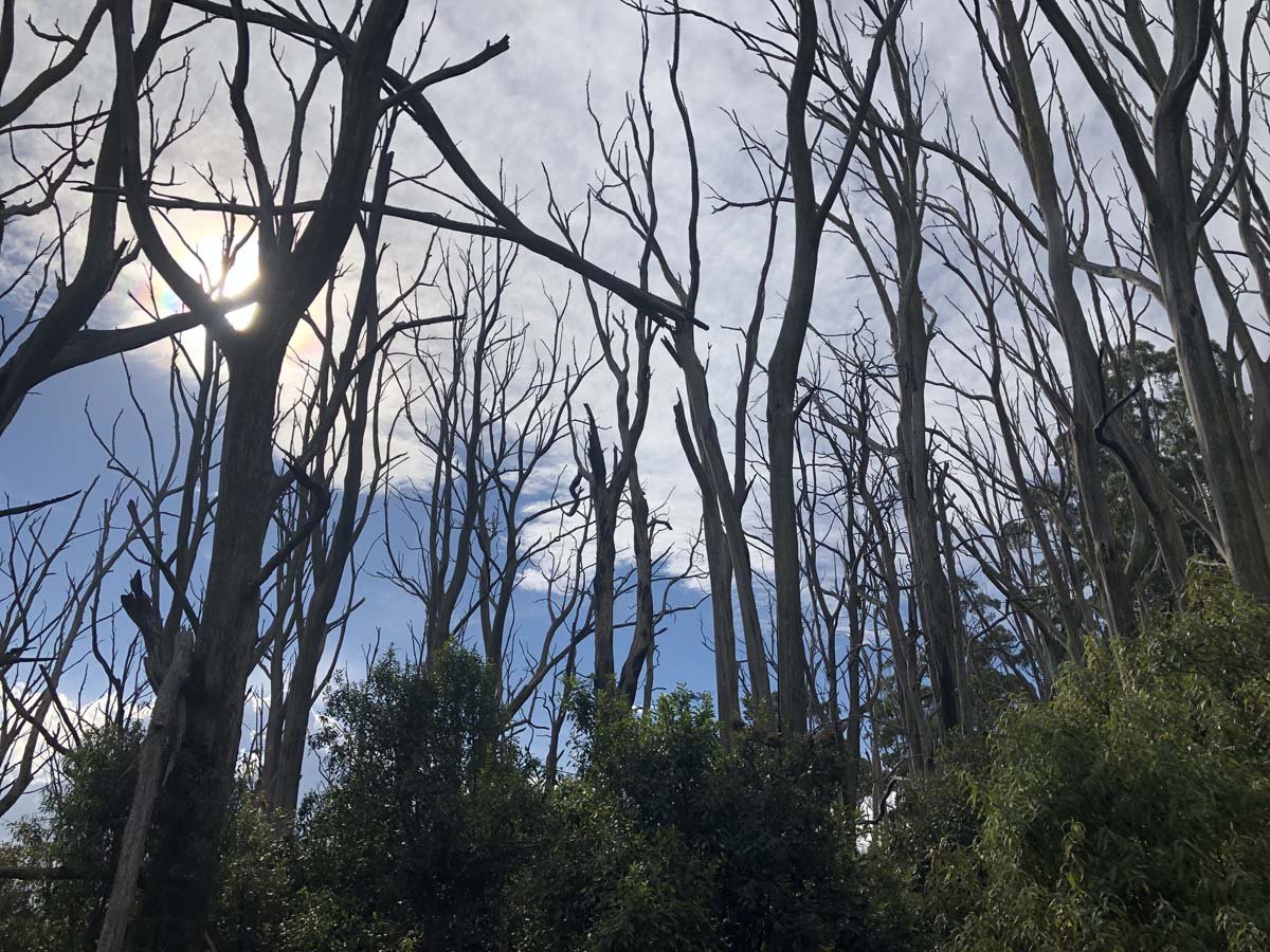 Mount tassie loop 33