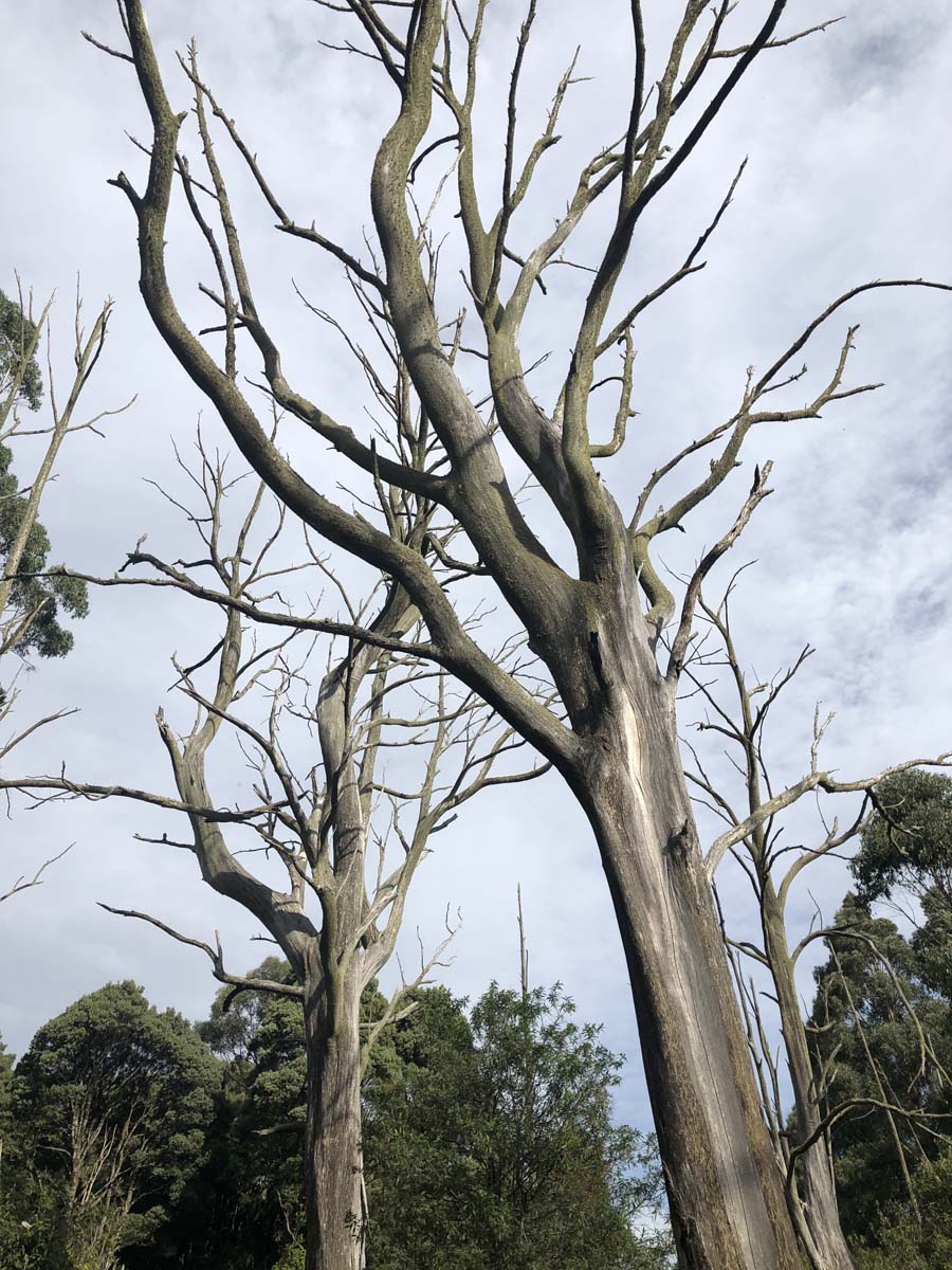 Mount tassie loop 34