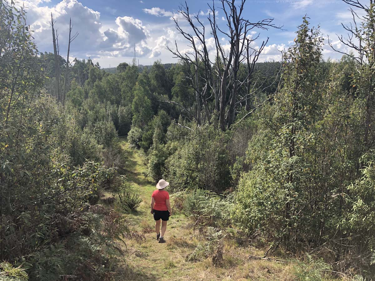 Mount tassie loop 36