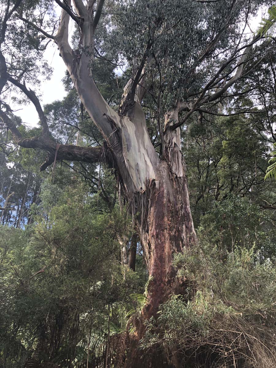 Mount tassie loop 38
