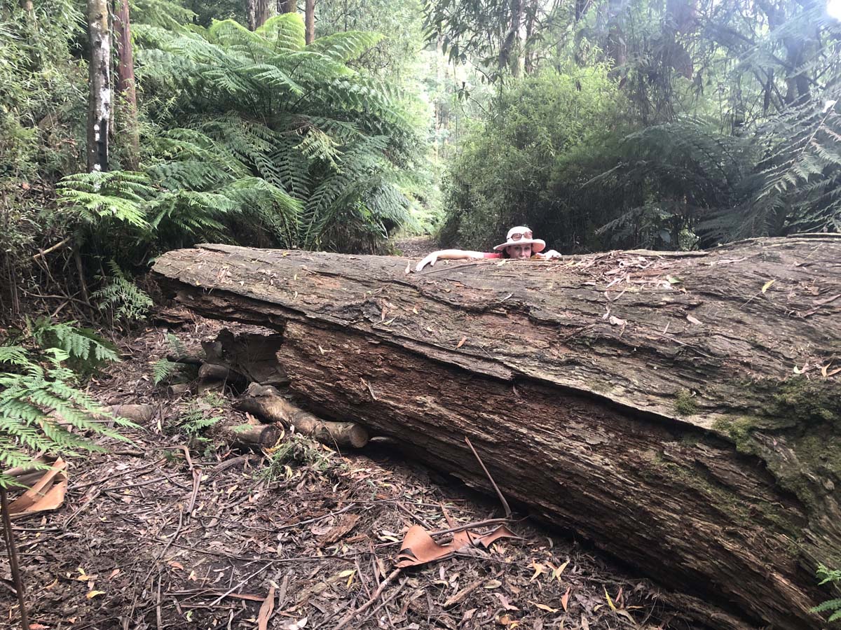 Mount tassie loop 46