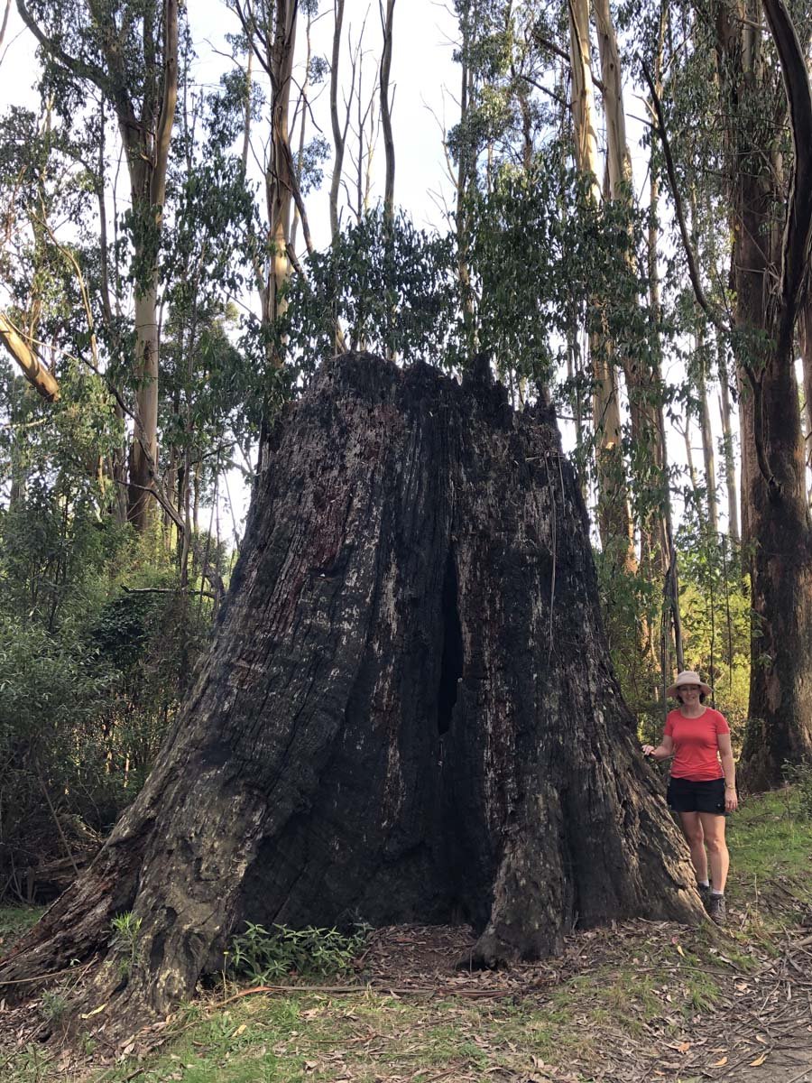 Mount tassie loop 55