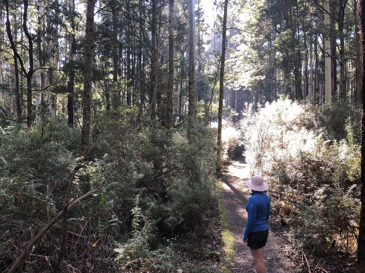 Tarra bulga scenic circuit 1