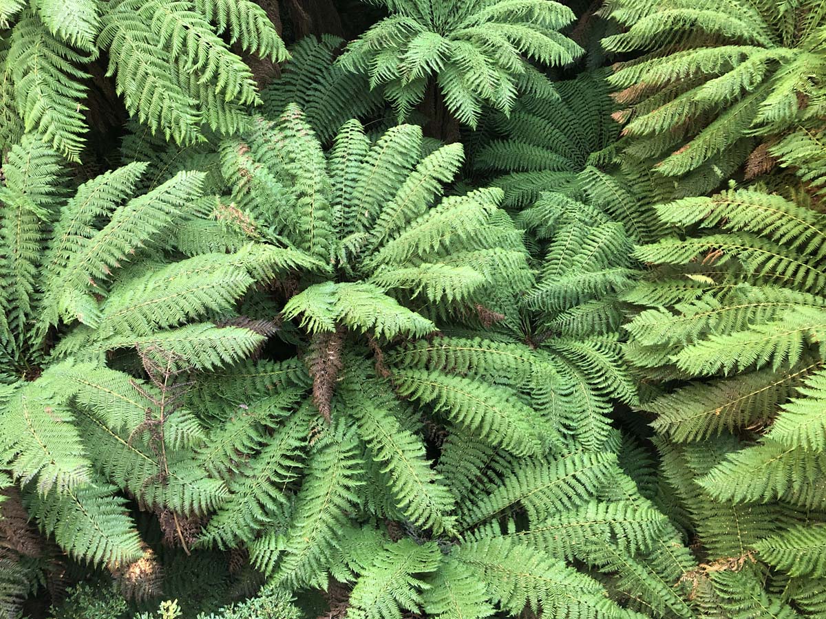 Tarra bulga scenic circuit 11