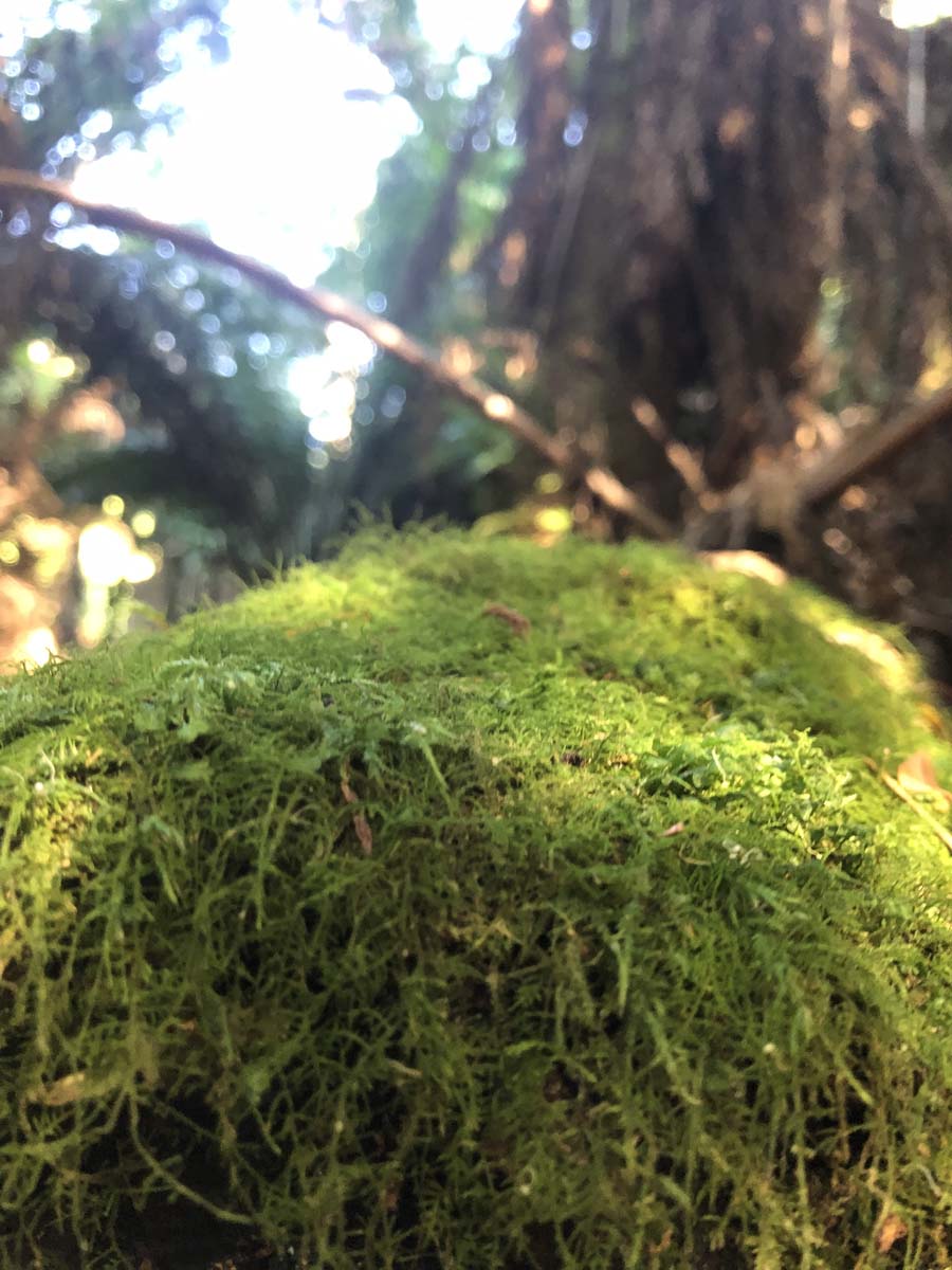 Tarra bulga scenic circuit 17