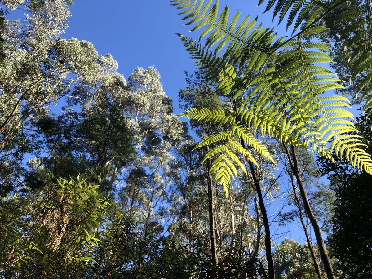 Tarra bulga scenic circuit 2