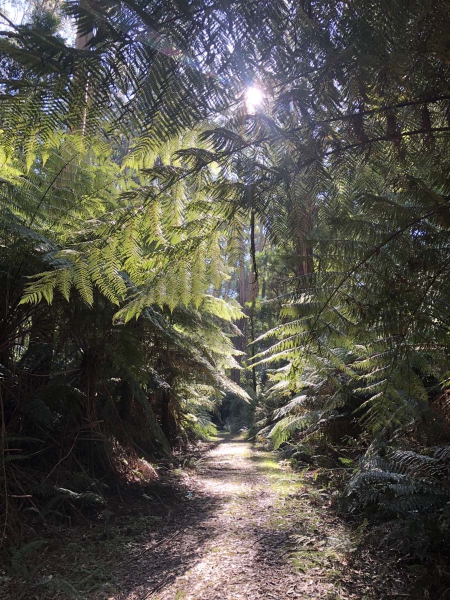 Tarra bulga scenic circuit 23