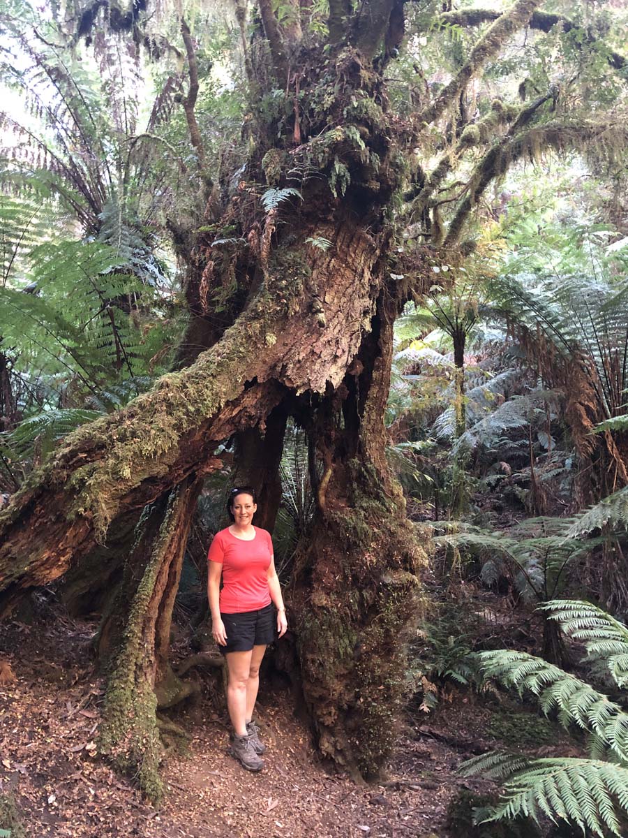 Tarra bulga scenic circuit 25